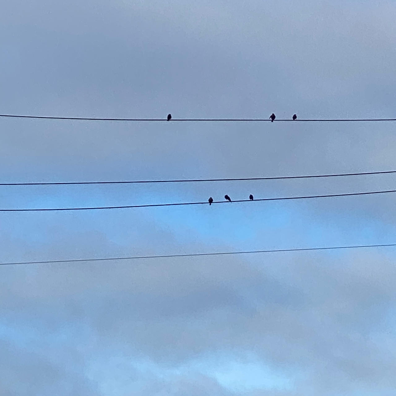 Four horizontal power lines against a partly cloudy sky. There are three small black birds on the top wire and three more on the third wire down.